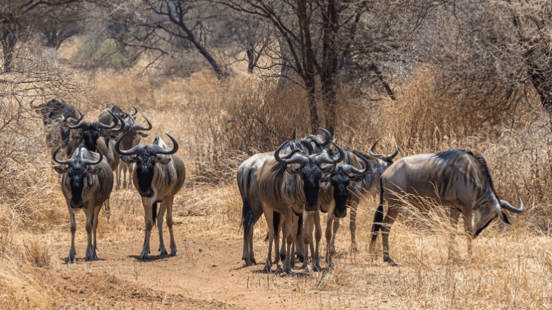 Bandhavgarh National Park